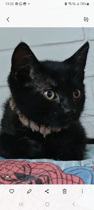 Отдам котёночка девочку в добрые руки