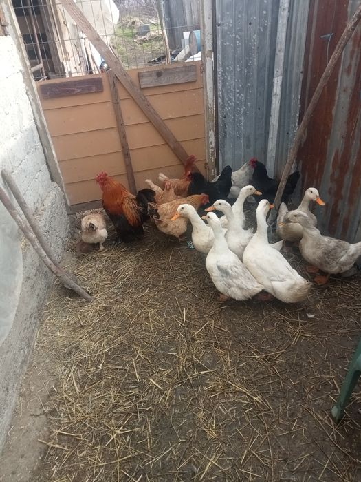 Vând găini și rațe șapte găini și un cocoș și cinci rațe și doi rățoi