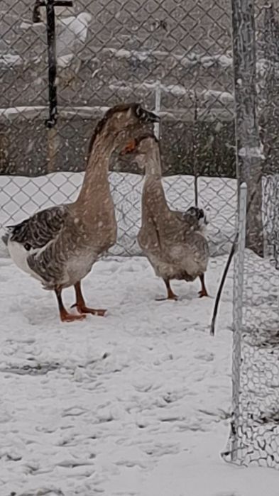 Gascan metis holmogor  -schimb