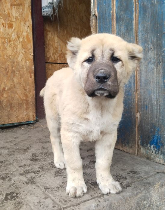 Шикарная девочка , тяж с отл родословной
