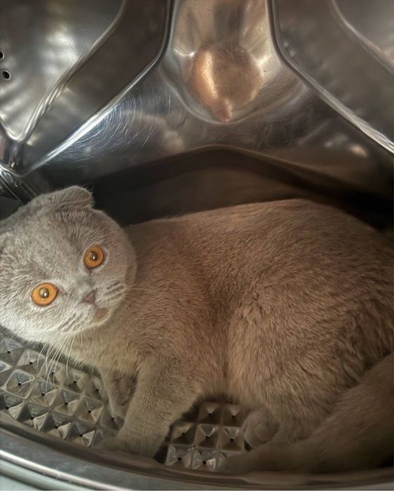 Срочно Продается Кошка Породы Скоттиш Фолд!