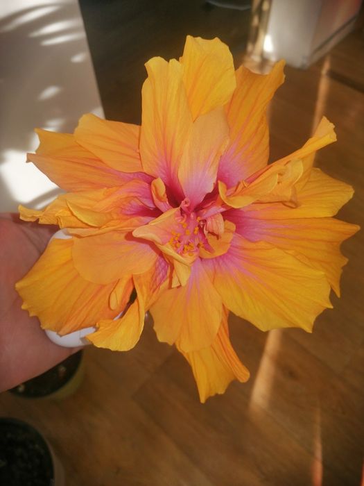 Цветы комнатные продам излишки