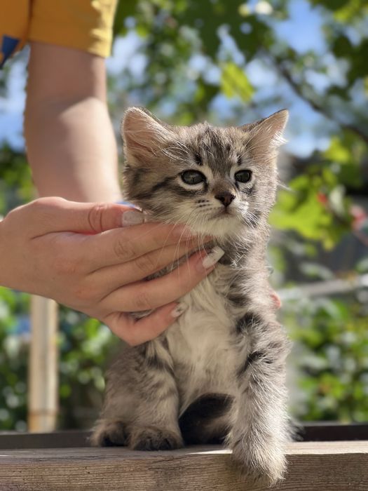 Котята мальчики и девочки