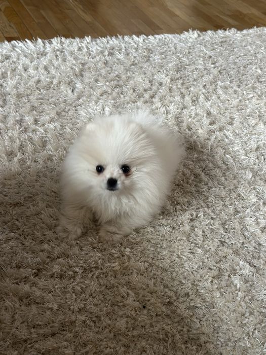 Мини померан Принцеса