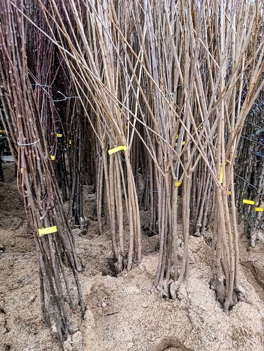 Pomi fructiferi  diverse soiuri