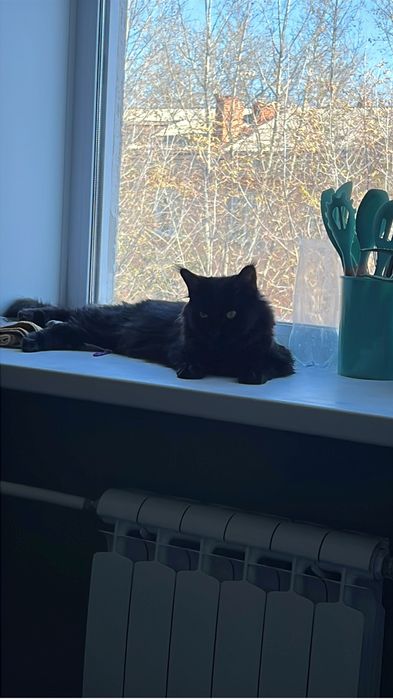 Продам Мейн Куна девочку