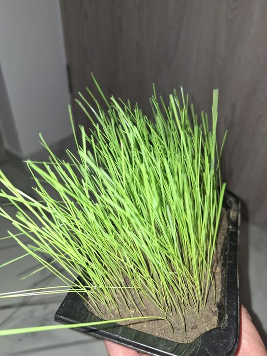 Sămânță Sparceta Certificata, Bromus inermis, Amestec furajer, Iarba