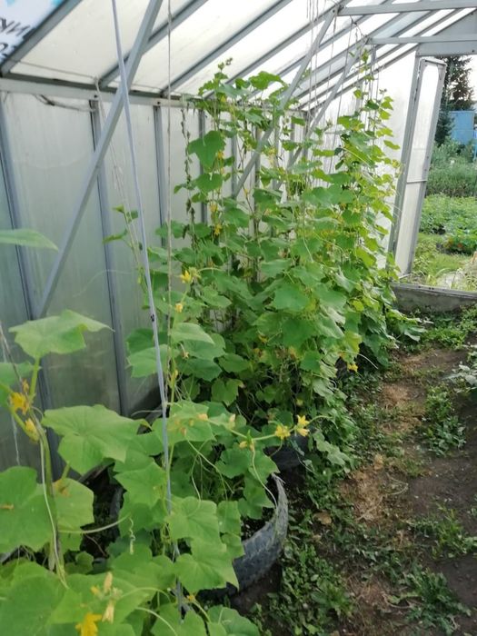 Продам дачу за с.Тарханка