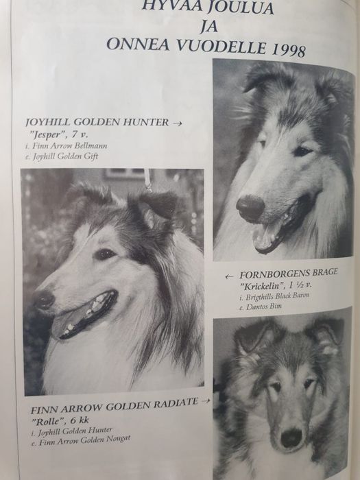 Колли ( Шотландская овчарка)