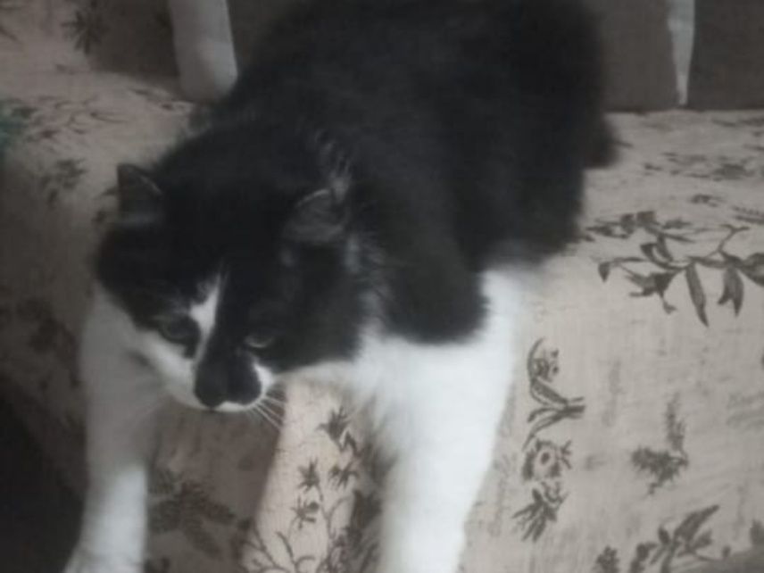 Молодой красавчик, кастрат