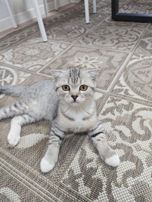 Скоттиш страйт котёнок