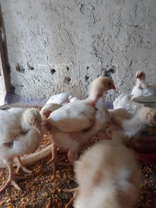 жужалар броллер  .