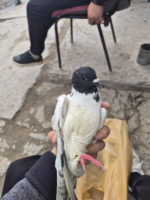 Голубей кептер сатылады