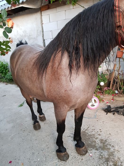 De vânzare iapă de