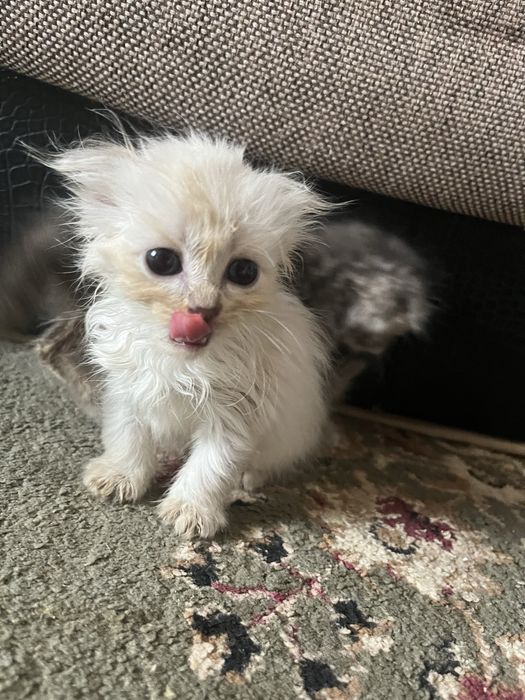 Продам маленьких котят