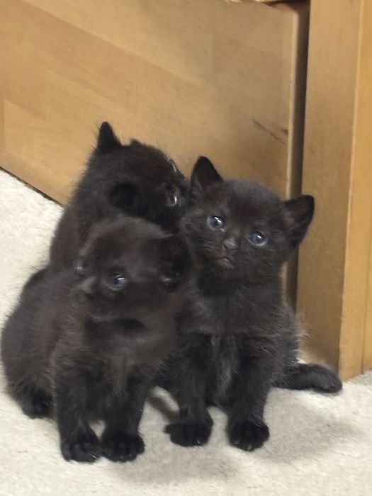 Pet Sitter Bucuresti/Ilfov