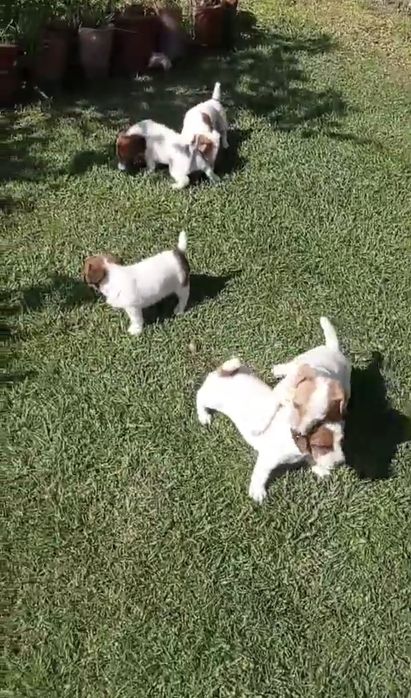 Мини Джак Ръсели