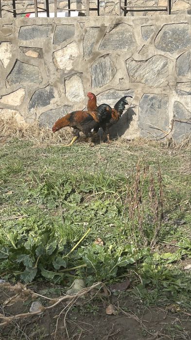 4 та куланги/брама 4ta kulangi/brama