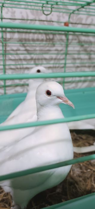 Египетские поющие горлицы!!!