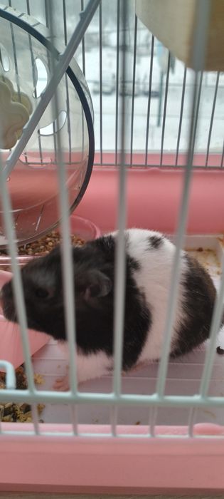 Продам клетку с хомяком