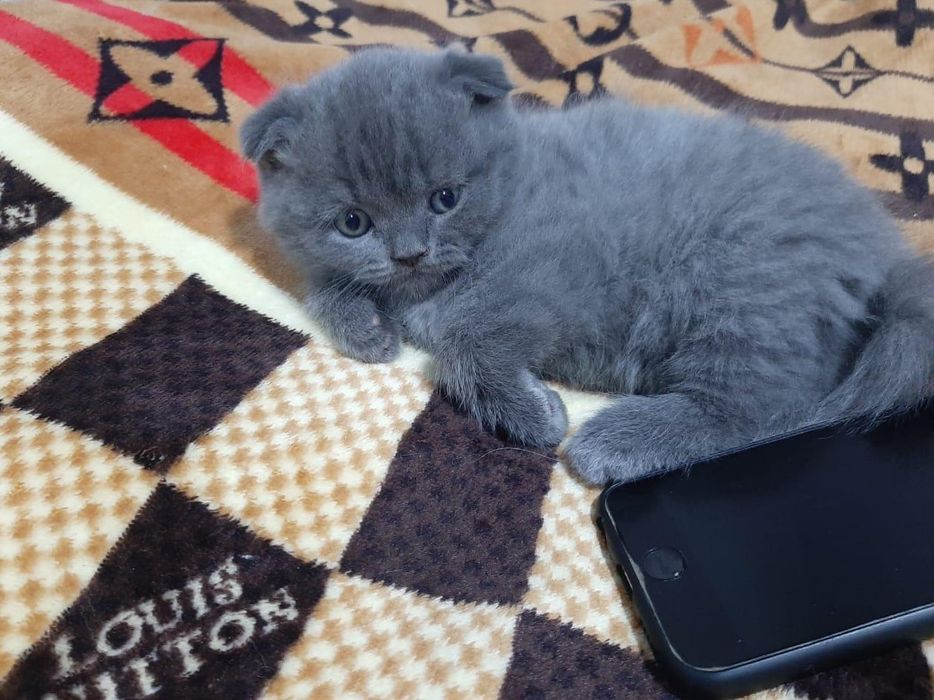 Скоттиш Фолд.  Девочка и Мальчик.