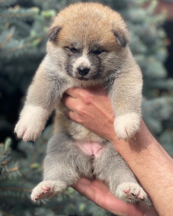 Акита Ину кобель для вязки