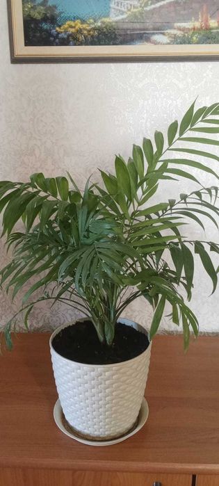 Продам комнатные растения,цветы