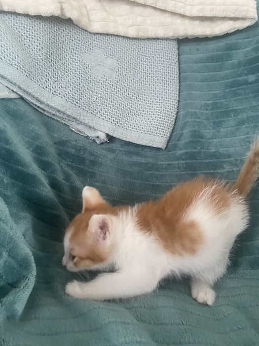 Шикарные котята !
