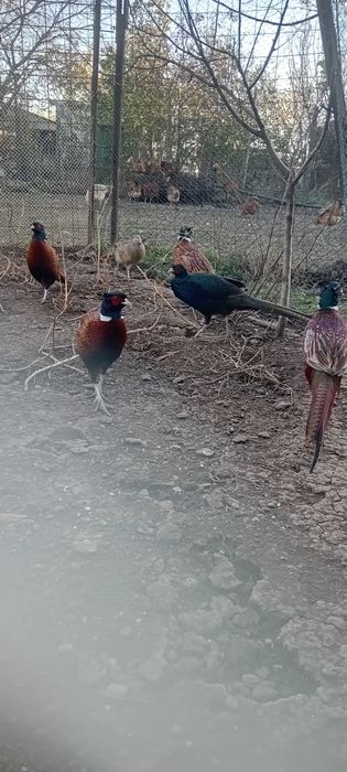 Fazani  comuni    si  tenebros