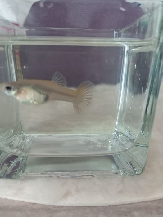 Vând  femele guppy