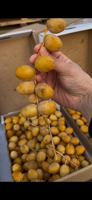 Финики оптом на рамадан