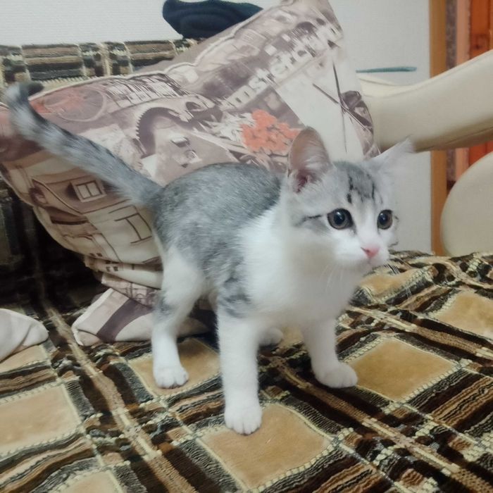 Срочно, отдам котенка в добрые руки