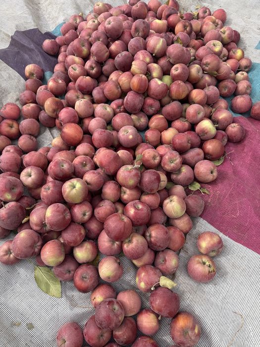 Продам яблоки мешком