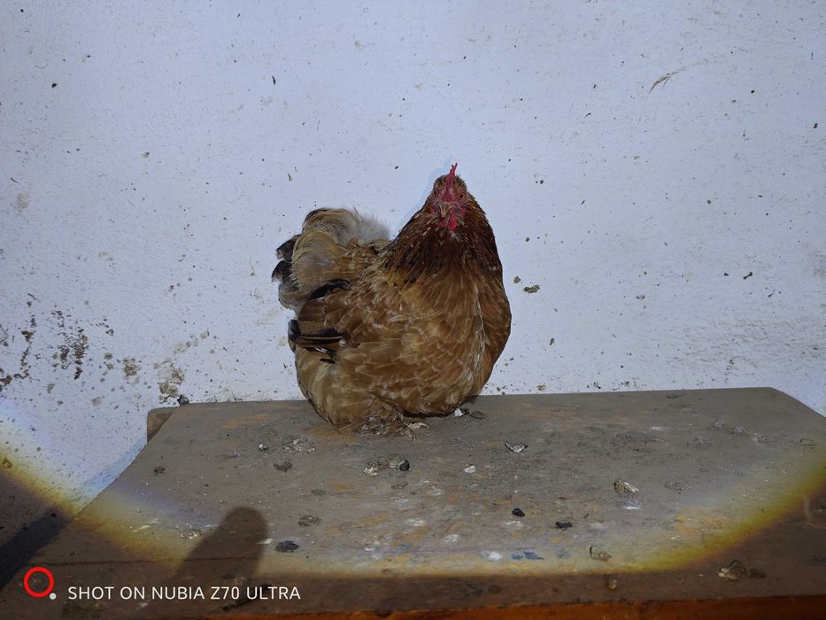 Perechi cochinchina pitic de vanzare diferite culori