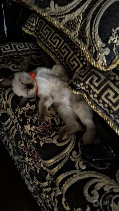 Кошка мальчик Максимчик