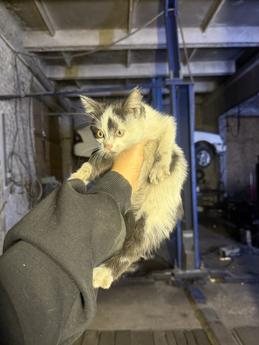 Котенок девочка отдам