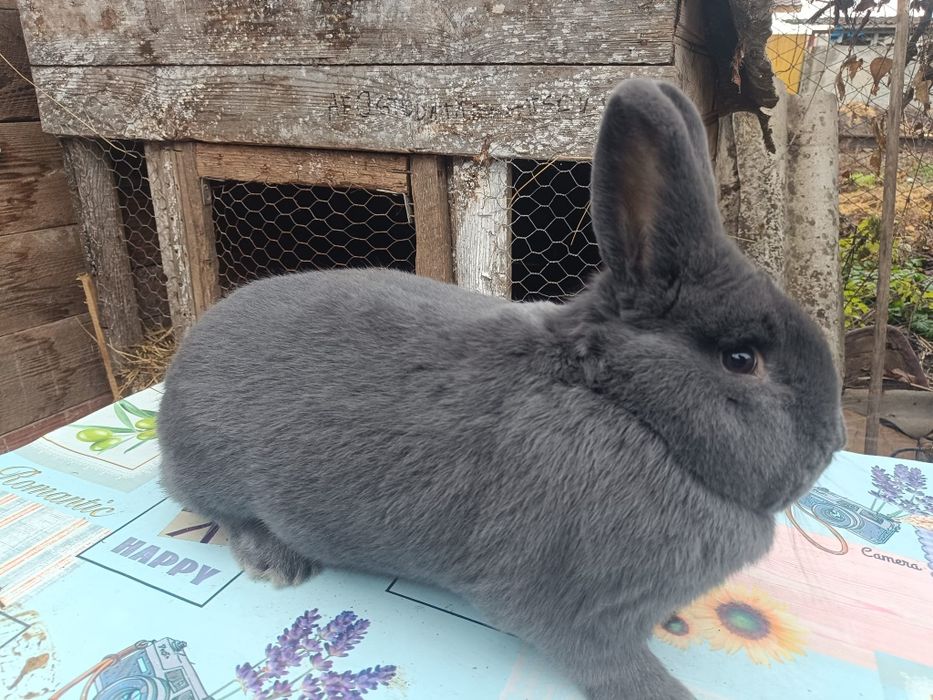 Vienez Albastru   mascul 8 luni