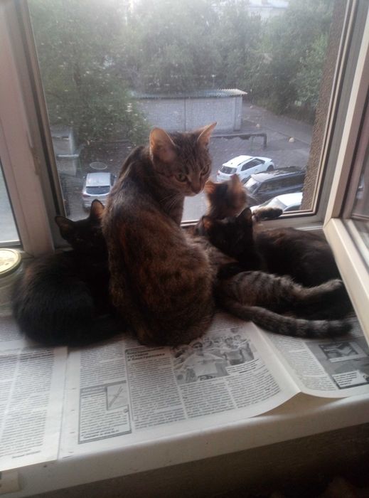 Отдам котят центровских