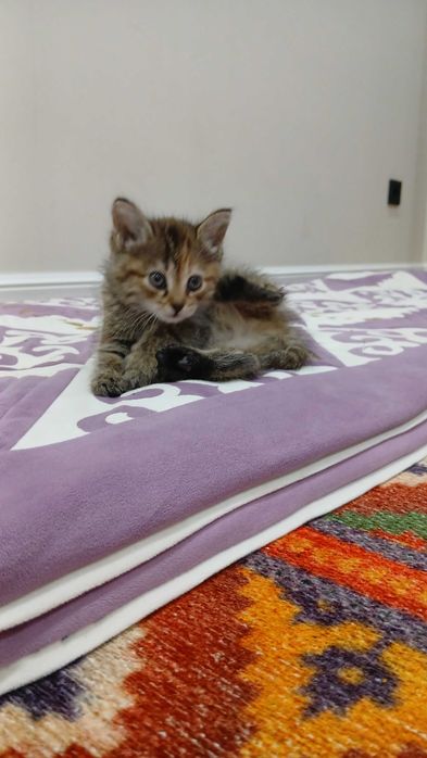 Котёнок 2 месяц рыже-серая