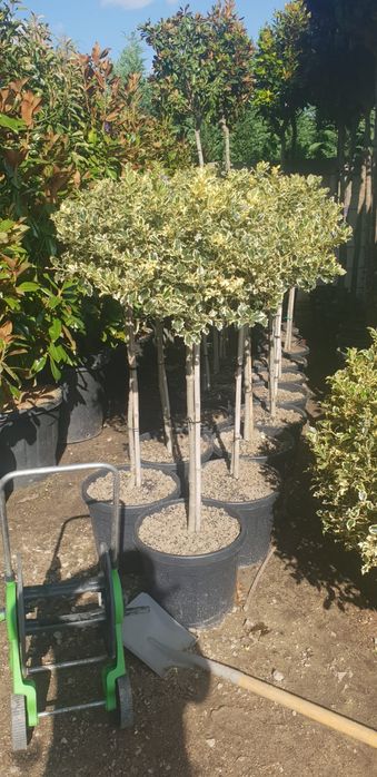 Vând ilex variegata