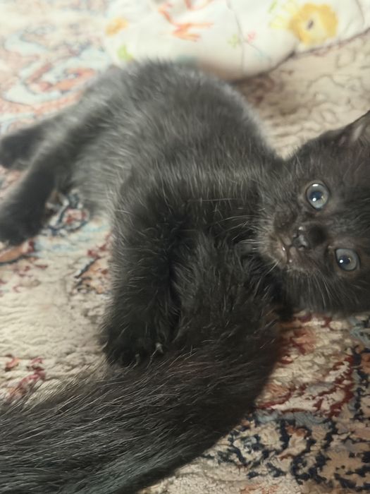 Котята вислоухие митисы