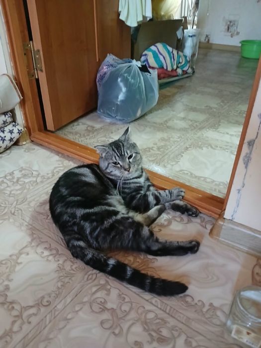 Поиск кота в районе Нурсити город Актобу