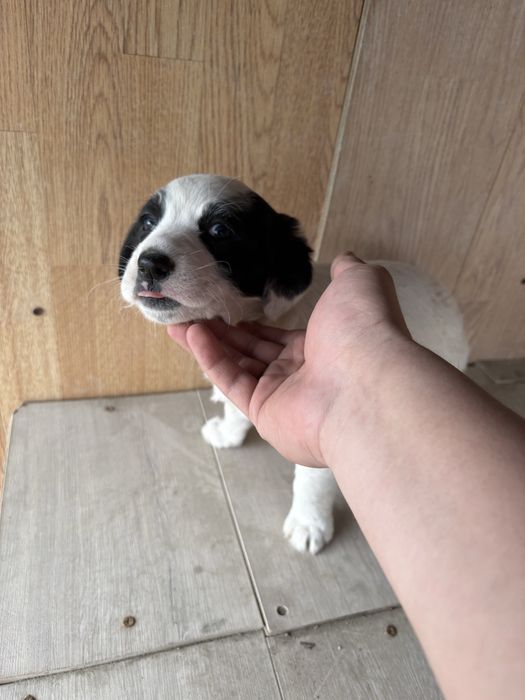 Отдам в добрые руки