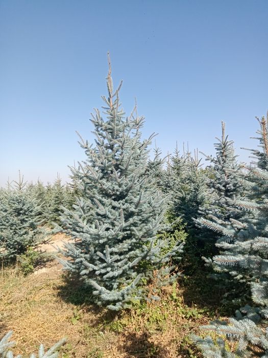 Сосны  обычные и крымские