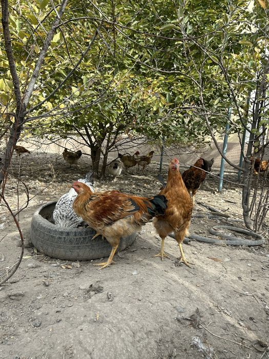 Жас қораздар домашний