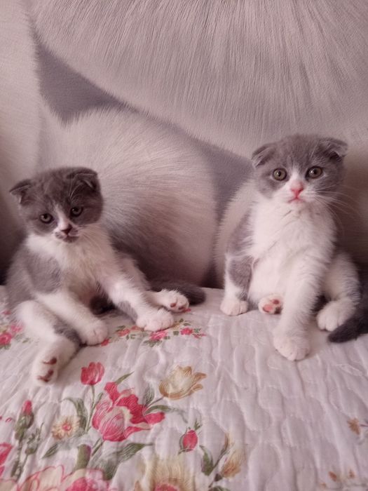 Продаётся котята