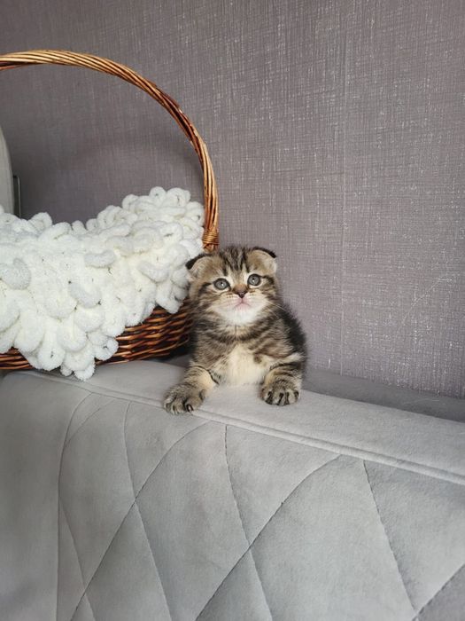 Шотландские скоттиш фолд