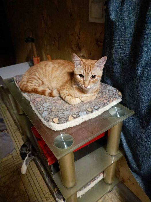 Котик ласковый рыженький