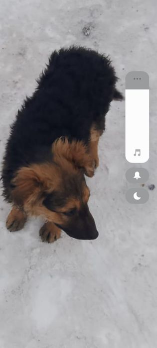 Отдам щенков в добрые руки