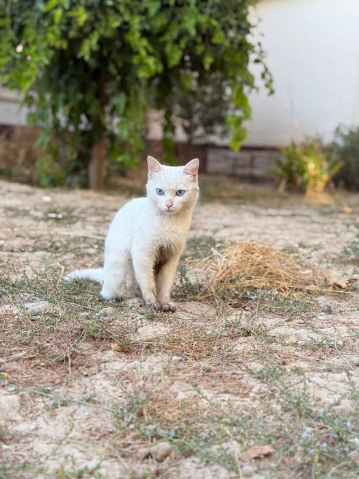 Turk angorasi  Турецкая ангора
